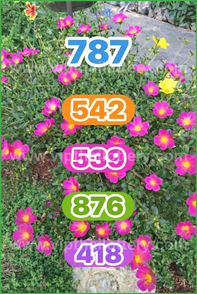 Thai Lottery Sure Formula Tips Winning VIP Result 16.04.2026