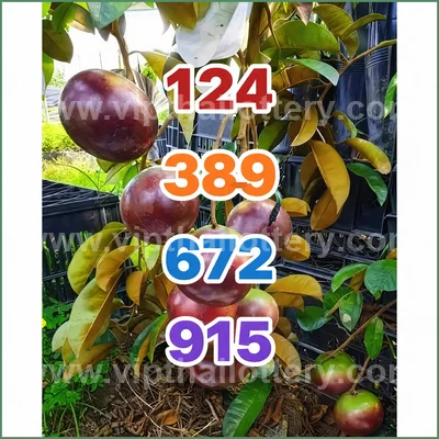 Thai Lottery Sure Formula Tips Winning VIP Result 16.04.2026