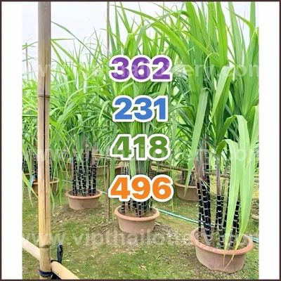 Thai Lottery Sure Formula Tips Winning VIP Result 16.04.2026