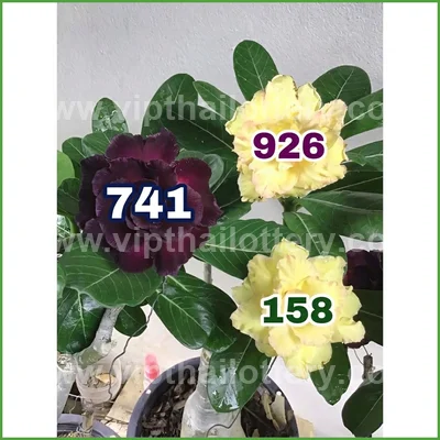 Thai Official Lottery Set Direct Result Touch VIP 16-04-2026