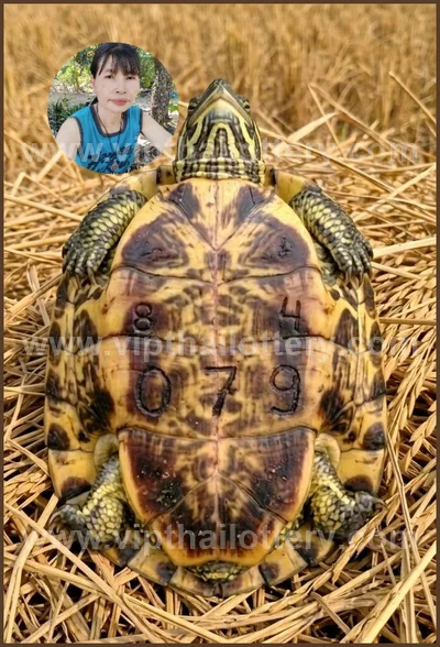 Thai Lottery 3Up Touch Lucky Sure Master Set Result 16.04.26