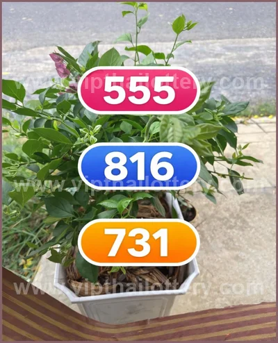 Thai Lottery 3Up Touch Lucky Sure Master Set Result 16.04.26