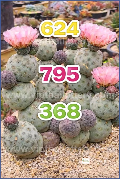 Thai Lottery 3Up Touch Lucky Sure Master Set Result 16.04.26