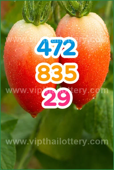 Thai Lotto Paper VIP Lucky Direct Sure Result 3Up 16/04/2026