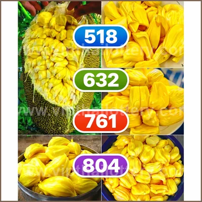 Thai Lotto Paper VIP Lucky Direct Sure Result 3Up 16/04/2026