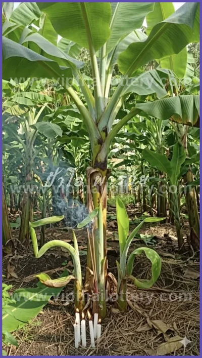 Thai Lotto Numbers Direct Sure namber VIP 3Up Set 02/05/2026