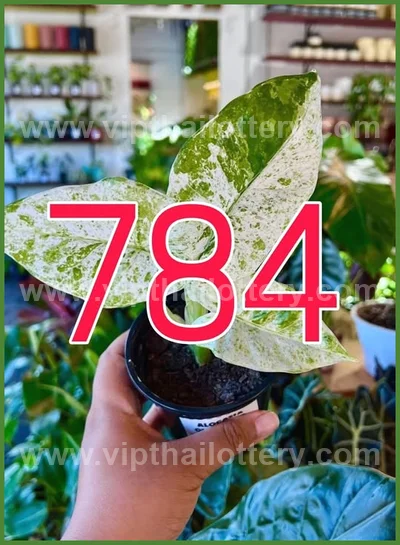 Thai Official Lottery VIP Result Touch Lucky Set 02.05.2026