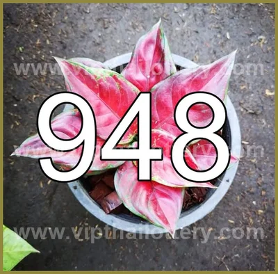 Thai Lottery Lucky Touch Formula Direct VIP Game 2 May 2026