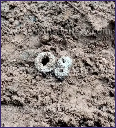 Thai Official Lottery Lucky Tips Formula Direct 02 May 2026