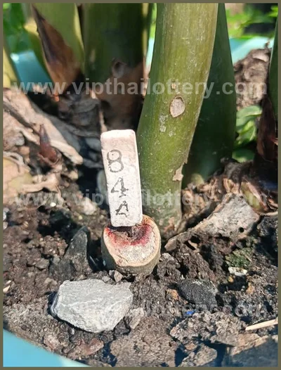 Thai Official Lottery Lucky Tips Formula Direct 02 May 2026