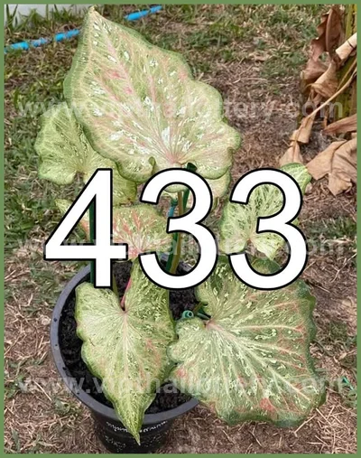 Thai Official Lottery Lucky Tips Formula Direct 02 May 2026