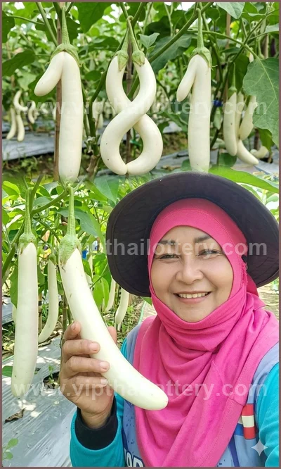 Thailand Lottery Winning 3Up VIP Numbers Result 02.05.2026