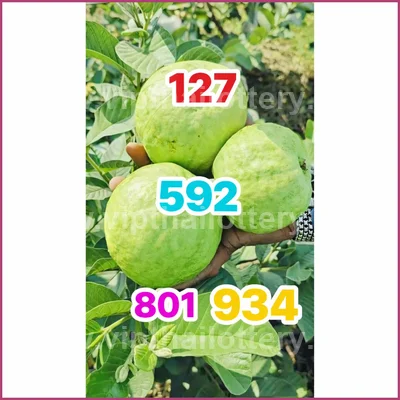 Thai Lotto Direct VIP Touch 100% Sure Number Lucky 16.05.26