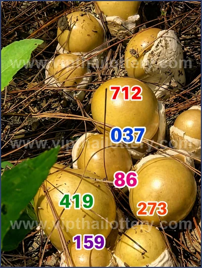 Thai Lotto Sure namber 3d Tips Lucky Formula 3Up 16/5/2026
