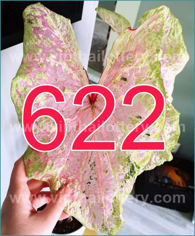 Thailand Lottery Down Tips 3Up Paper Touch Formula 16-5-2026