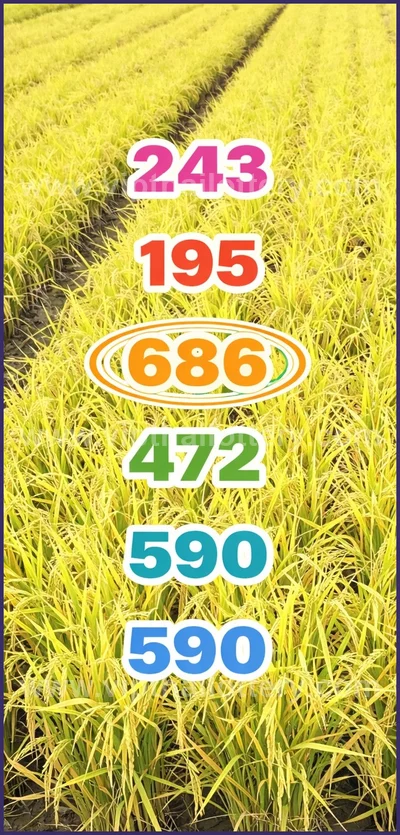 Thai Lottery Sure namber Direct Game Touch Paper 16/05/2026