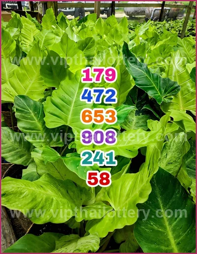 Thai Lottery Sure namber Direct Game Touch Paper 16/05/2026
