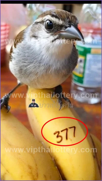 Thai Lotto Lucky 3d Tips Numbers Paper Direct HTF 01.06.26