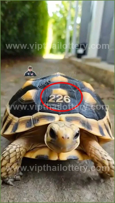 Thai Lotto Lucky 3d Tips Numbers Paper Direct HTF 01.06.26
