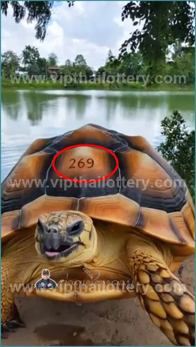 Thai Lotto Lucky 3d Tips Numbers Paper Direct HTF 01.06.26