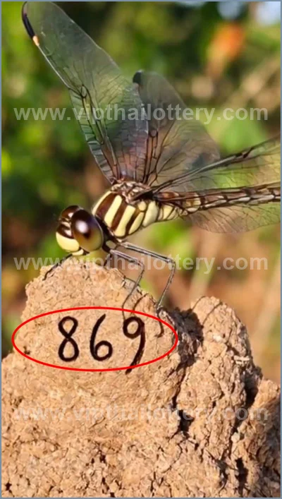 Thai Lotto Lucky 3d Tips Numbers Paper Direct HTF 01.06.26