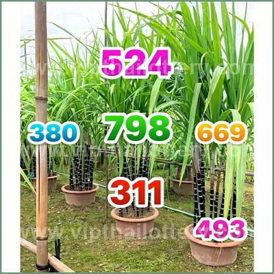 Thailand Lottery Paper Set Game HTF Touch 3Up Tips 01.6.2026