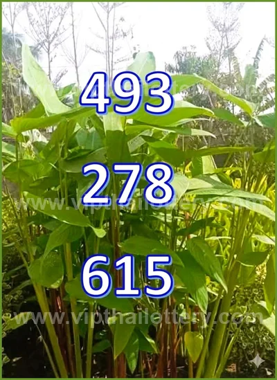 Thai Lottery Final Game Non-Miss Sure namber VIP 01/06/2026