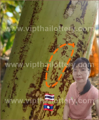 Thai Lottery Final Game Non-Miss Sure namber VIP 01/06/2026
