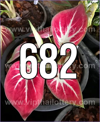 Thailand Lottery Down 3d Tips Direct Numbers 16 June 2026
