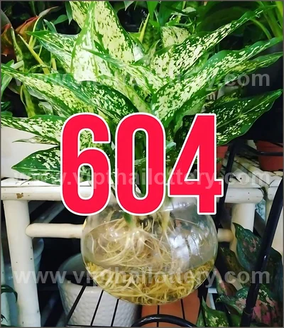 Thailand Lottery Down 3d Tips Direct Numbers 16 June 2026