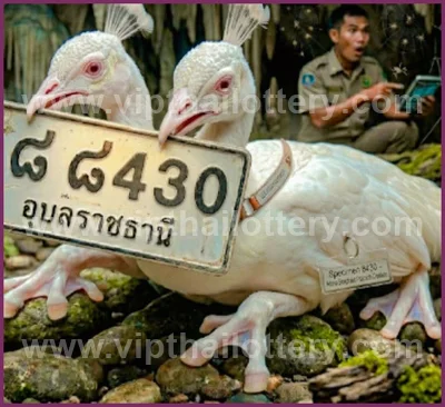 Thai Lotto 3Up 100% Sure Number 3d Tips VIP 16th June 2026