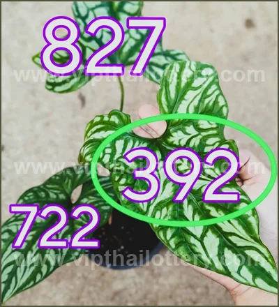 Thai Lottery Cut Digit Touch Winning VIP Set 3Up 16/6/2026