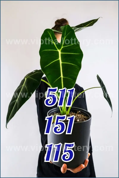 Thai Lottery Cut Digit Touch Winning VIP Set 3Up 16/6/2026