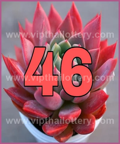 Thai Lottery Cut Digit Touch Winning VIP Set 3Up 16/6/2026