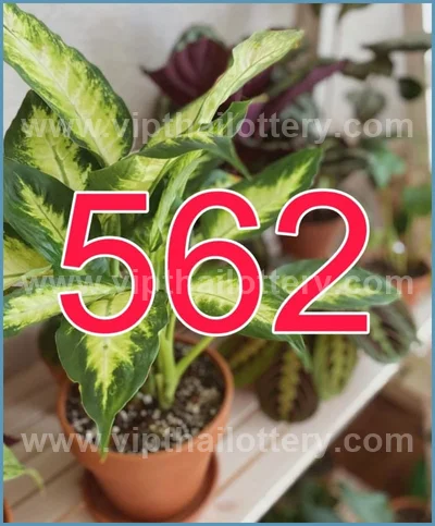 Thai Lottery Cut Digit Touch Winning VIP Set 3Up 16/6/2026