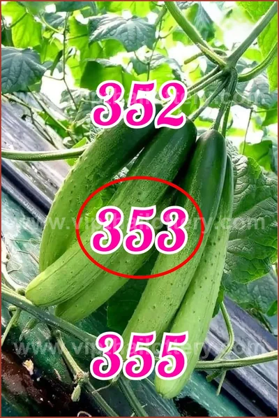 Thai Lottery Cut Digit Touch Winning VIP Set 3Up 16/6/2026
