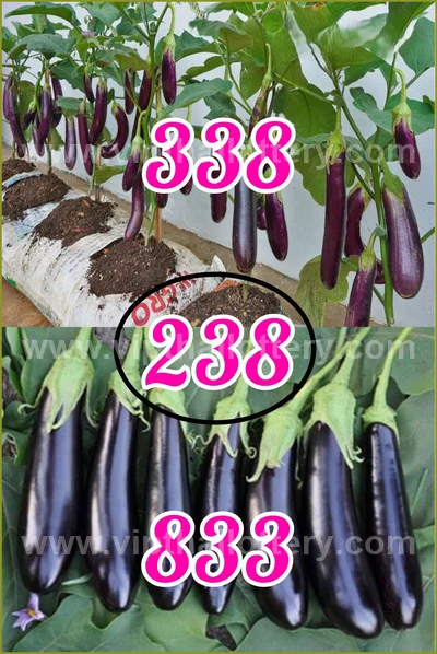 Thai Lottery Cut Digit Touch Winning VIP Set 3Up 16/6/2026