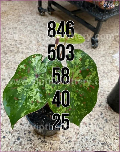 Thailand Lottery Numbers VIP Set Tips Non-Miss HTF 16.6.2026
