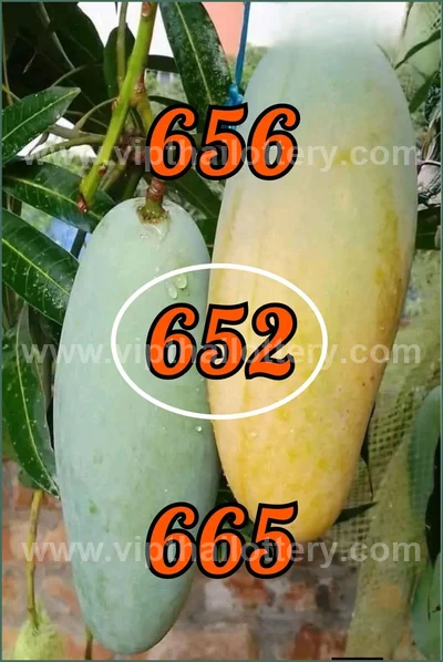 Thailand Lottery Numbers VIP Set Tips Non-Miss HTF 16.6.2026