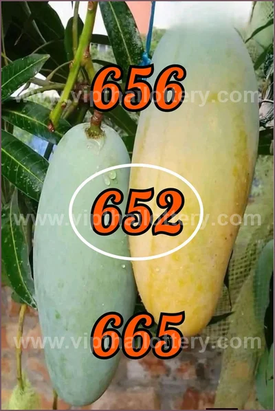 Thailand Lottery Down Game Paper Non-Miss VIP 1st July 2026