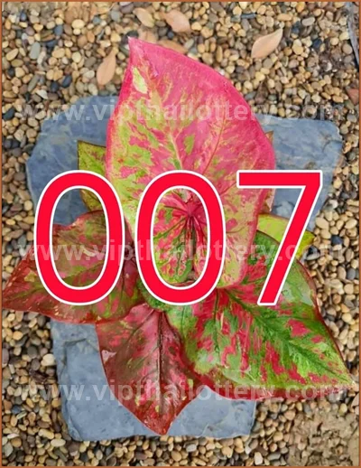 Thai Lottery VIP Game Set Master Tips Numbers 3Up 01.07.26