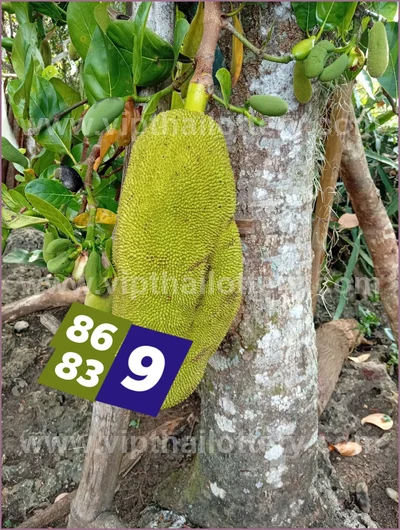Thailand Lottery Down 3Up Set Cut Digit Result 16 July 2026