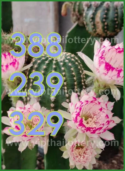 Thailand Lottery Formula Tips Winning Touch Lucky 16/7/2026